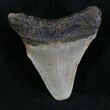 Juvenile Megalodon Tooth - North Carolina #25781-1